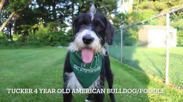 Weaponizing his fluffy DUMP TRUCK | Bernese mountain dog