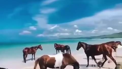 Horses and sea Beautiful sight