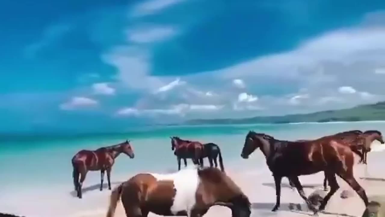 Horses and sea Beautiful sight