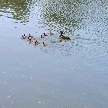 Ducklings kissena
