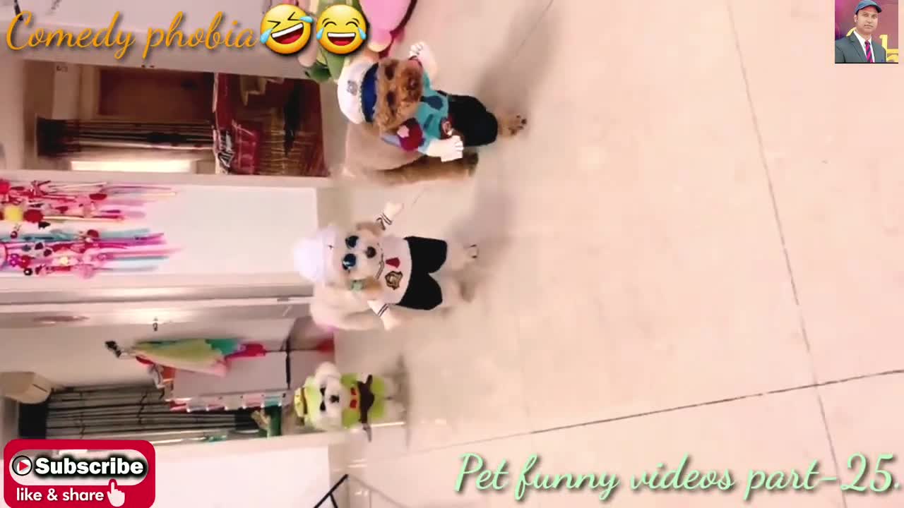 Funny Pets