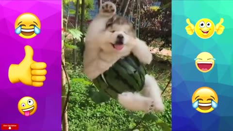 Funny animal video cute pets and memes ;))))))))))))))))