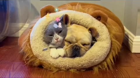 Dog and cats