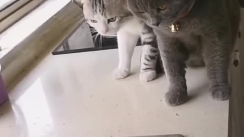 Funny cats