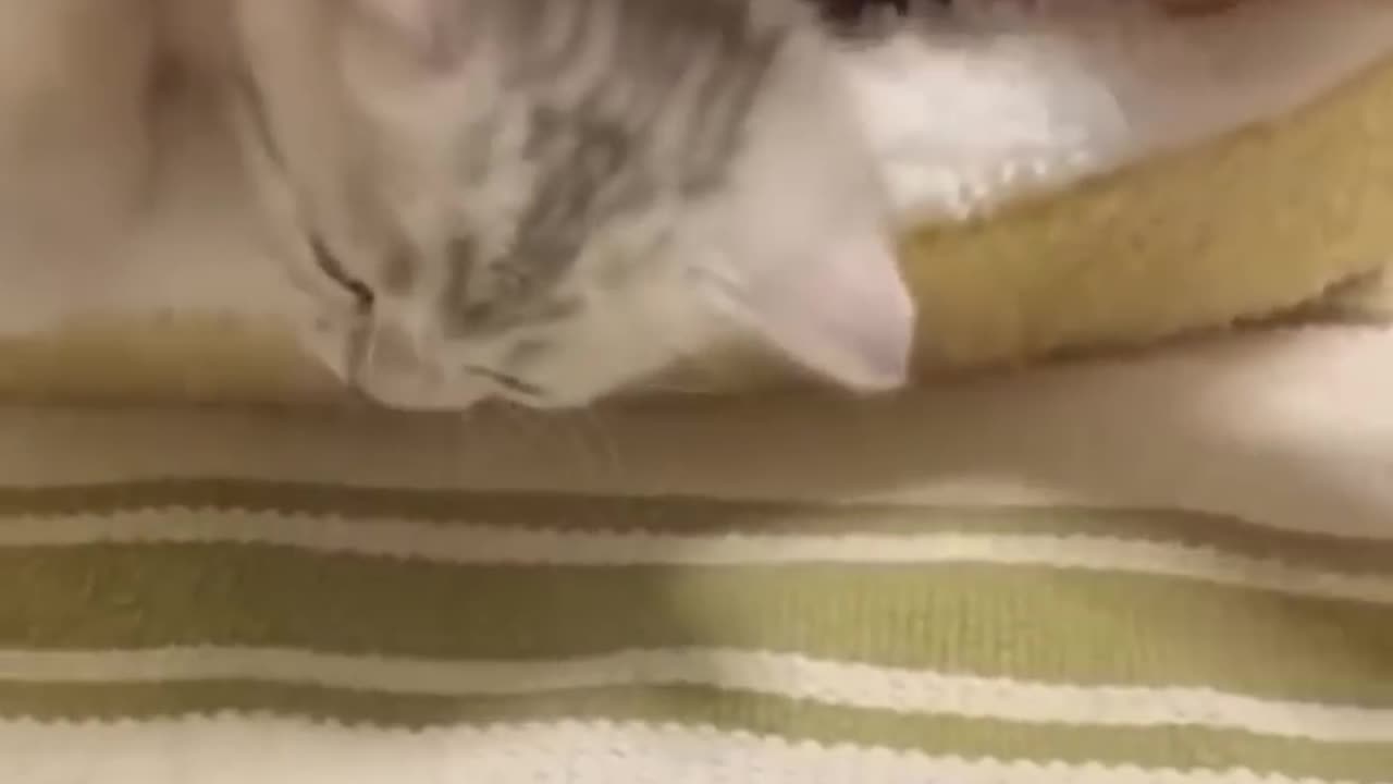 Funny video