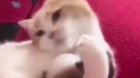 Funny cat video | Funny act by cat😂 you should watch.