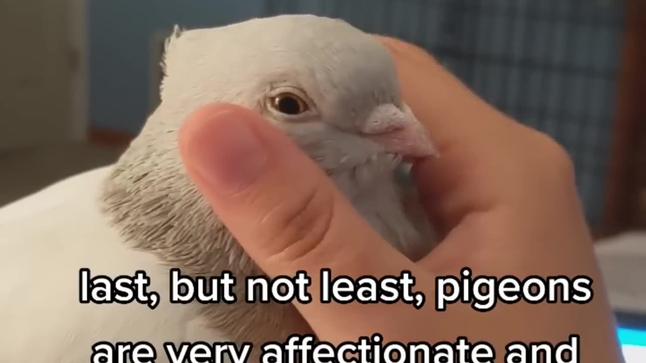 WHY PIGEONS ARE THE BEST PET