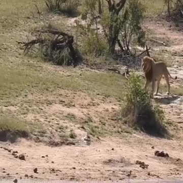 The buffalo was hunted by lions in childhood, but also went. still seen