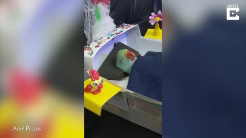 Cute Pet Parrot Sleeps In Miniature Bed