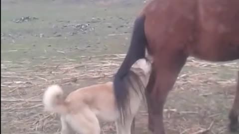 Horse's Kick Vs The Dog's Sad End - Fail Of The Month - Funny Trends