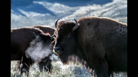 U.S. DEPARTMENT OF AGRICULTURE Cattle Health Surveillance