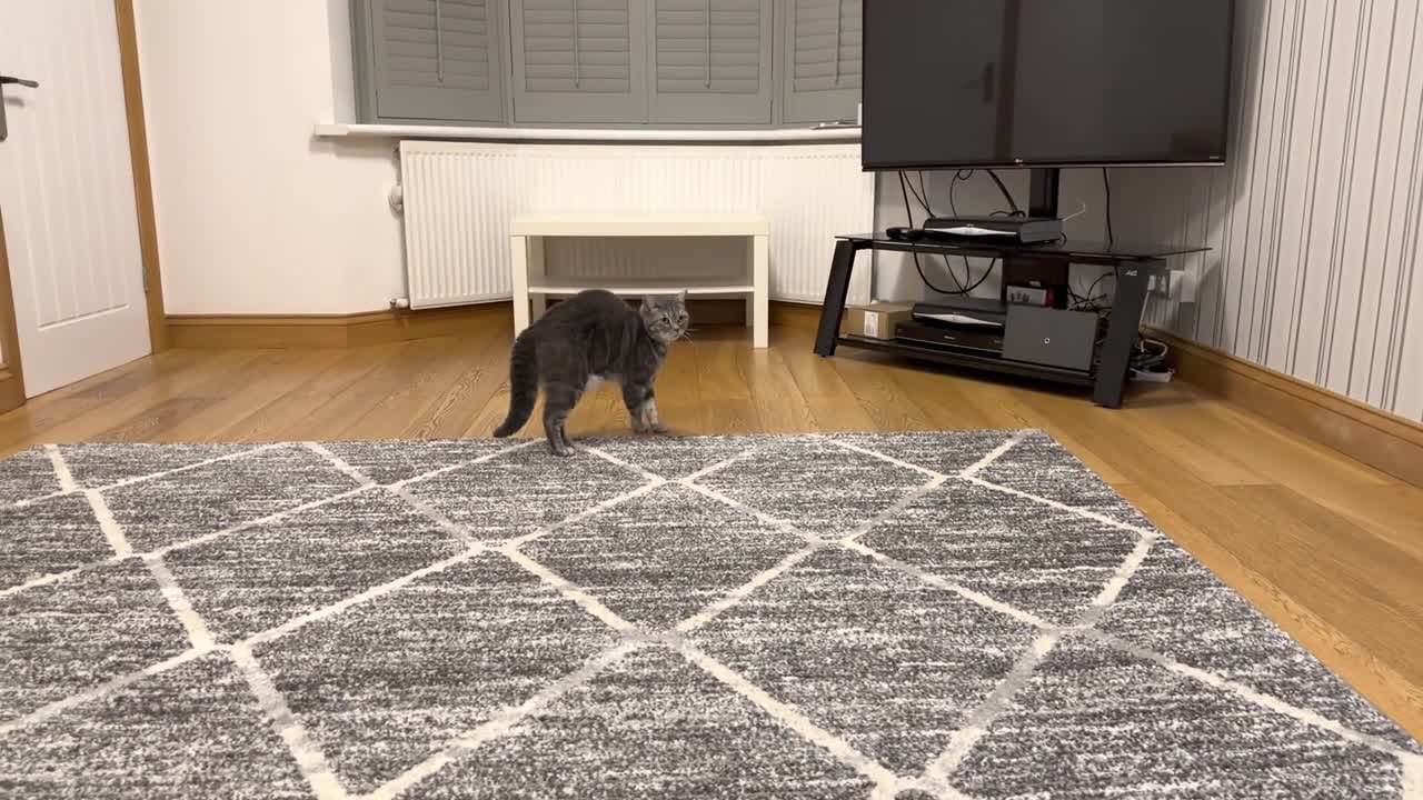 New Kitten Meets Cat For The First Time (2)