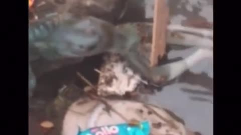 Weird creatures!!! Fucking weird man
