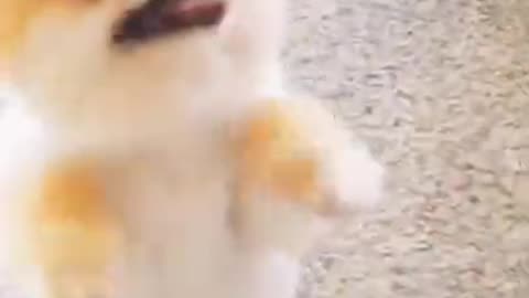 Cute dog wants food# dog asks food