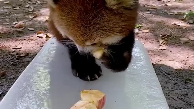 Red Panda