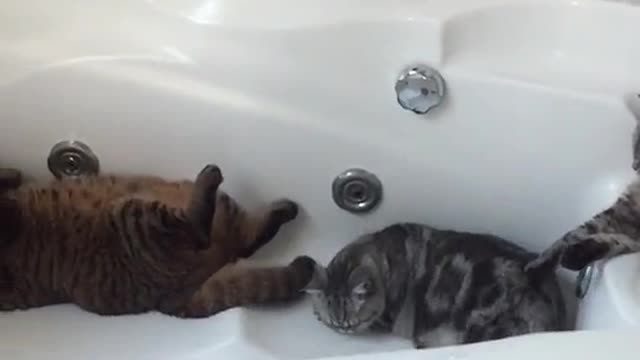 CAT BATHROOM