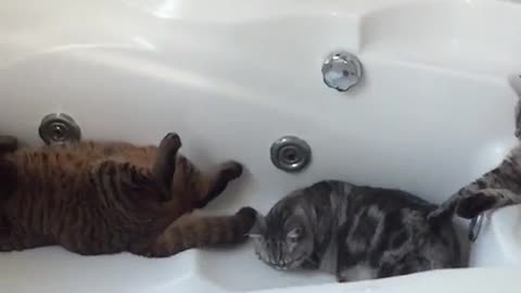 CAT BATHROOM