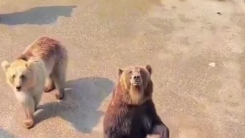 Adorable Bears @ Cute