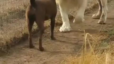 Lion dog hand shake