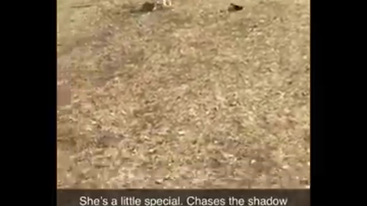Cute and funny jokes about dogs and cats