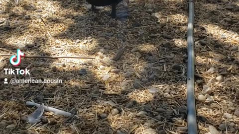 I identify as a chicken