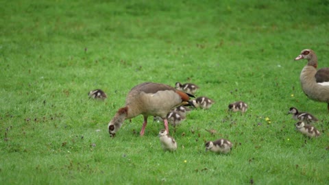 Cute birds video