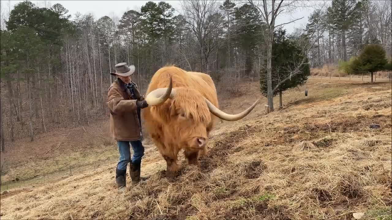 Do Highland cows make good pets