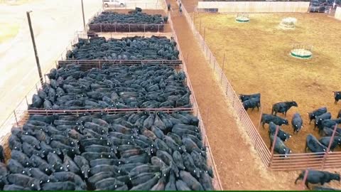 Sorting cattle at the Ranch.