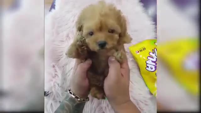 Baby Dogs - Cute and Funny Dog Videos Compilation