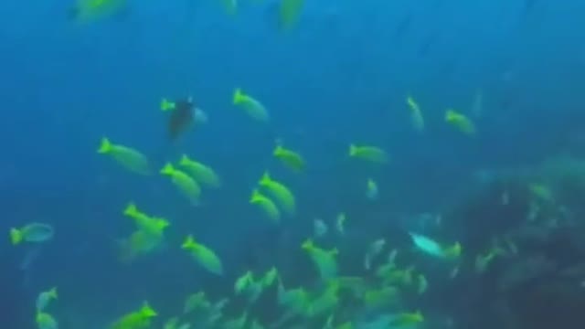 Fish 🐠🐠🎏🎏🎏🎏