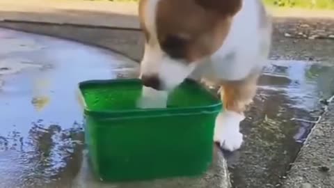 Cute and Funny Dog Video