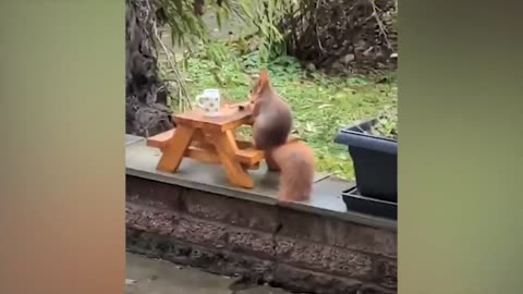 The most funny animals play with dogs and cats 2021 No #28