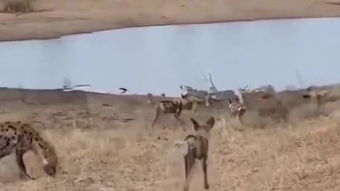 Wild Dogs Attack on Hyena