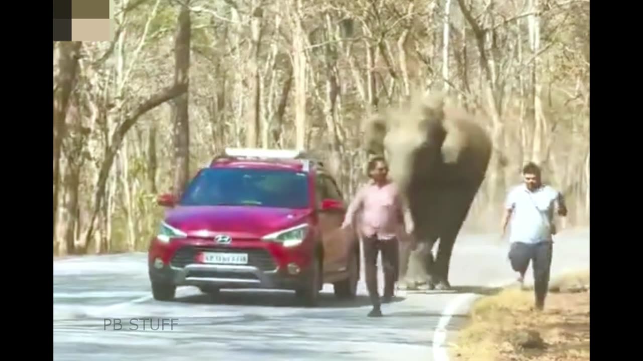 Elephent Attack on Public #attack #public #elephent