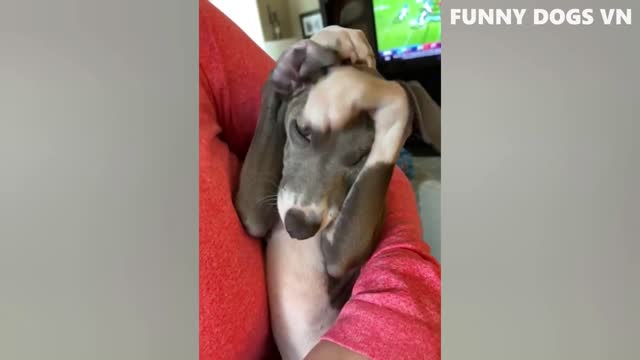 Dogs And Cats Funny Video 2022
