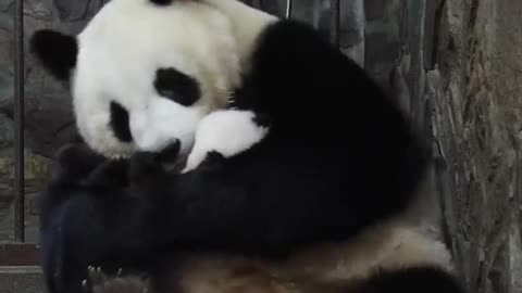 Clips Of Panda Baby And Mom In Every Step Of The Childhood