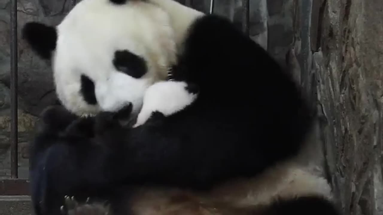 Clips Of Panda Baby And Mom In Every Step Of The Childhood