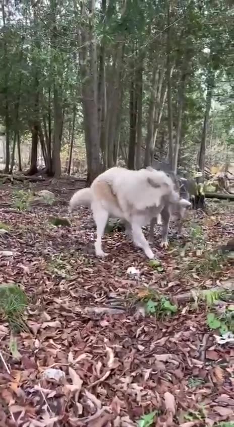 Wolves and dogs are no different 😊