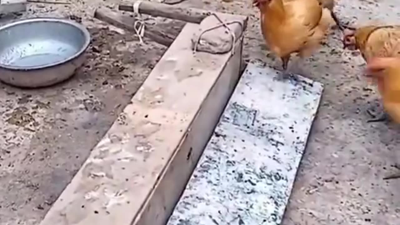 Funny Chicken moment