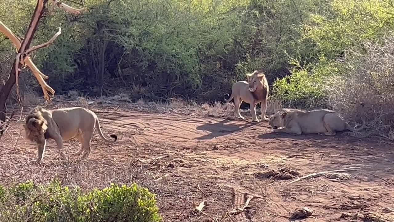 lions Fighting Kenya samburu