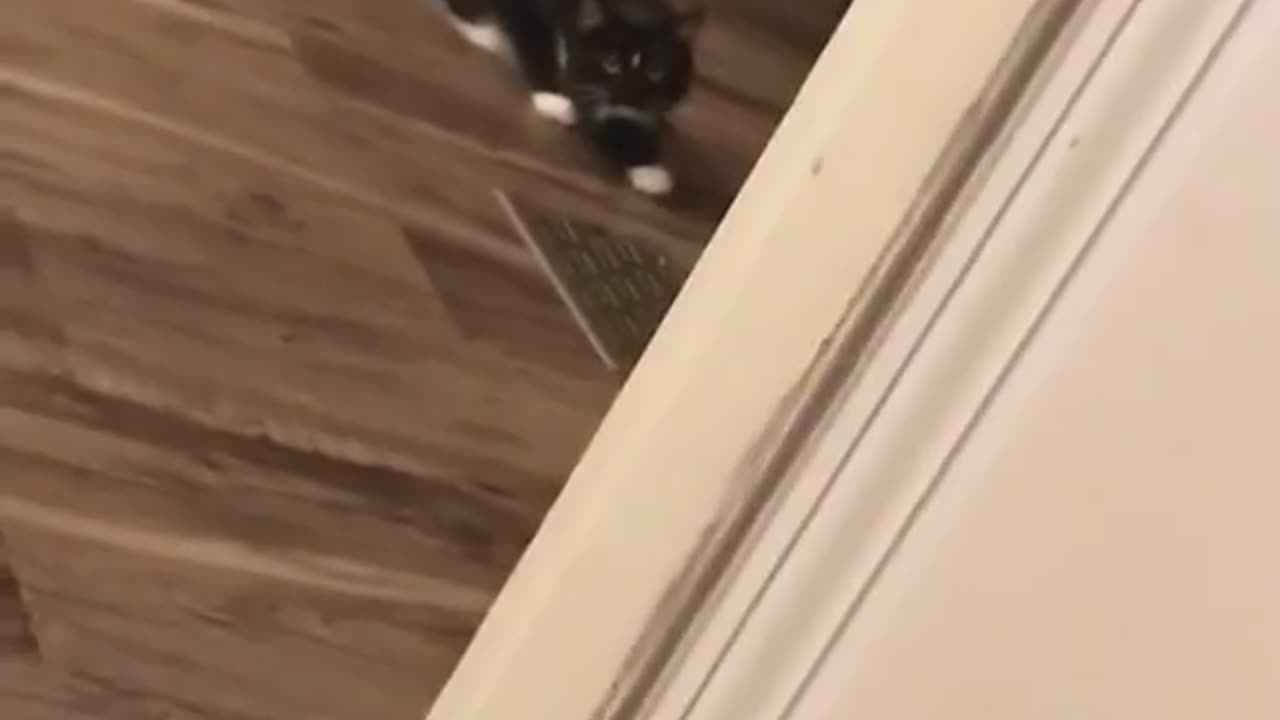 Funny cat