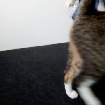 The Cutest Little Tabby Cat