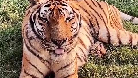 7_Tiger, naughty little guy, live video of zoo#tiger