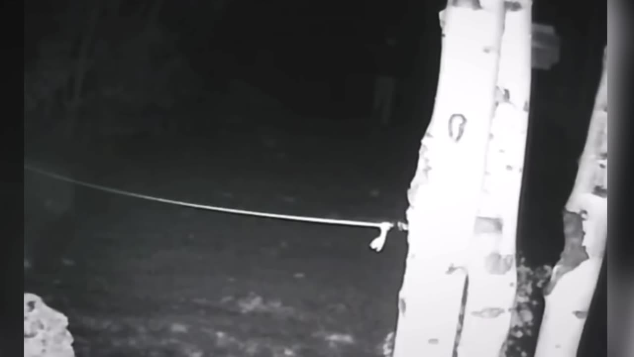 8 Most Terrifying Forest Encounters Hard To Believe