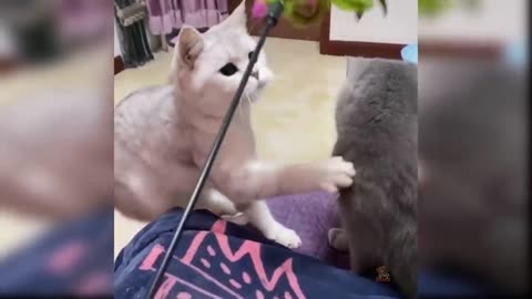 Cute and funny cats videos.