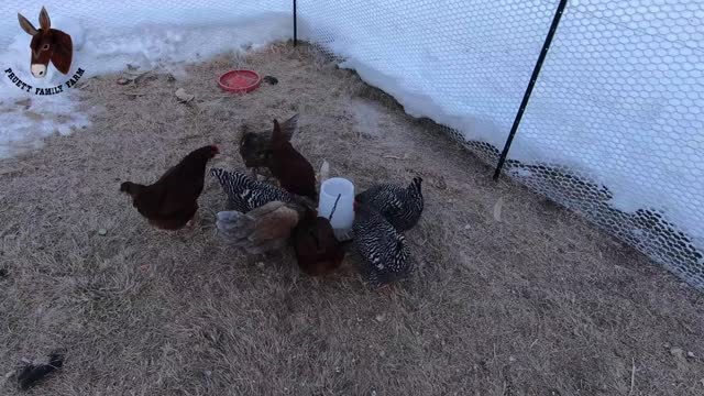 Chickens Excited to Get Out of Coop! Do They Fly? Yes!