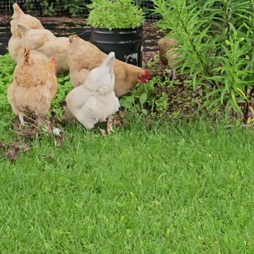 OMC! Whitey and friends get let out to hunt worms and eat greens! #chickens #shorts #hens #orpington