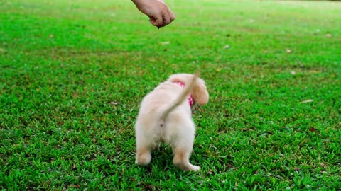 puppy love nature