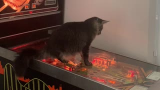 Maine Coon Kitten Wants to Help with Pinball Game