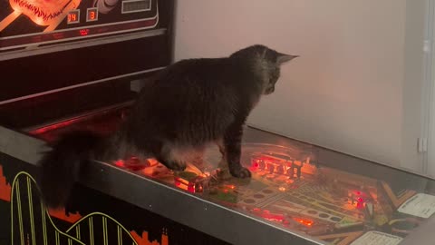 Maine Coon Kitten Wants to Help with Pinball Game